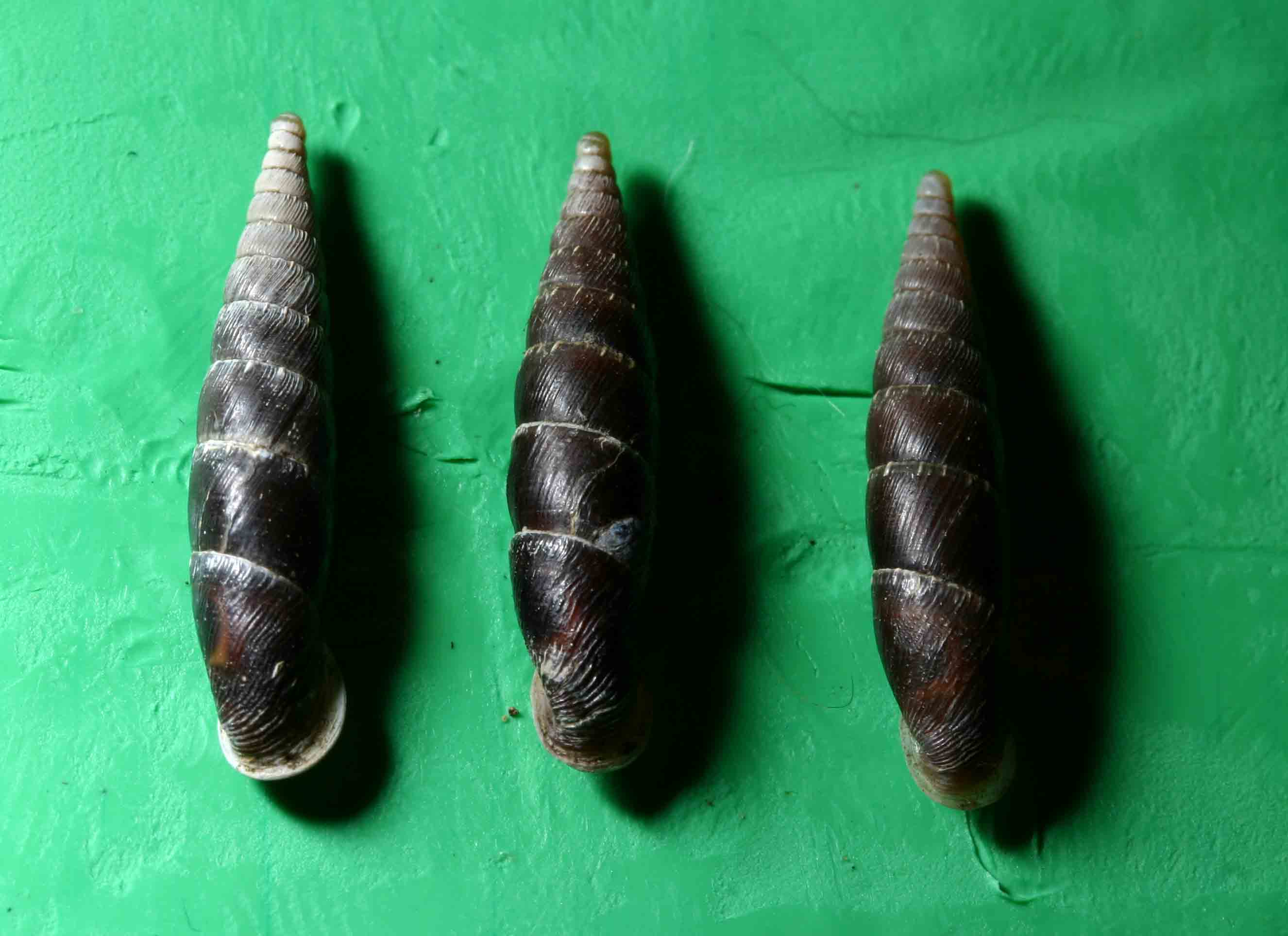 Charpentieria (Itala) itala  - Dolomiti bellunesi